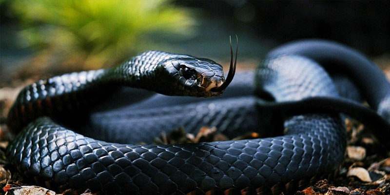 Mỗi giấc mộng thấy rắn đều sẽ mang một tầng lớp ý nghĩa khác nhau