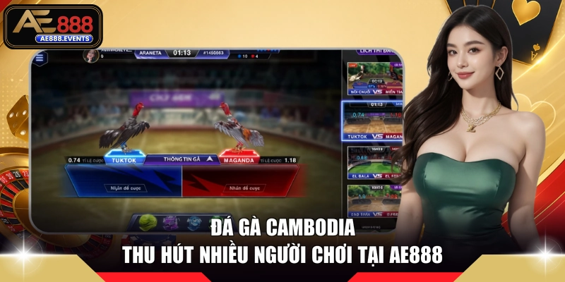 Đá gà cambodia thu hút nhiều người chơi tại AE888