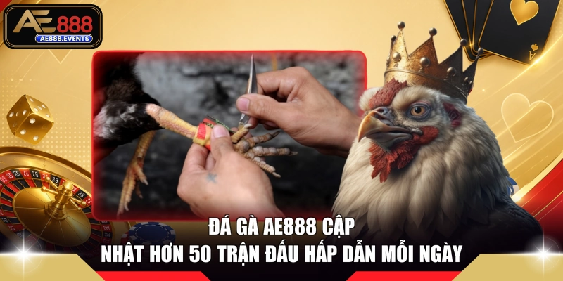 Đá gà AE888 cập nhật hơn 50 trận đấu hấp dẫn mỗi ngày