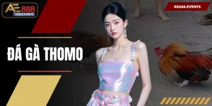 Đá Gà Thomo - Trực Tiếp Từ Trường Đấu Campuchia, Hình Ảnh 4K